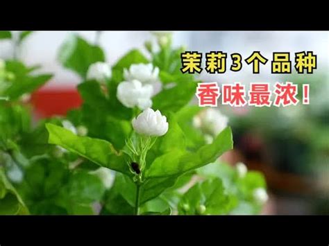 黑龍江哈爾濱 陽台種茉莉花風水